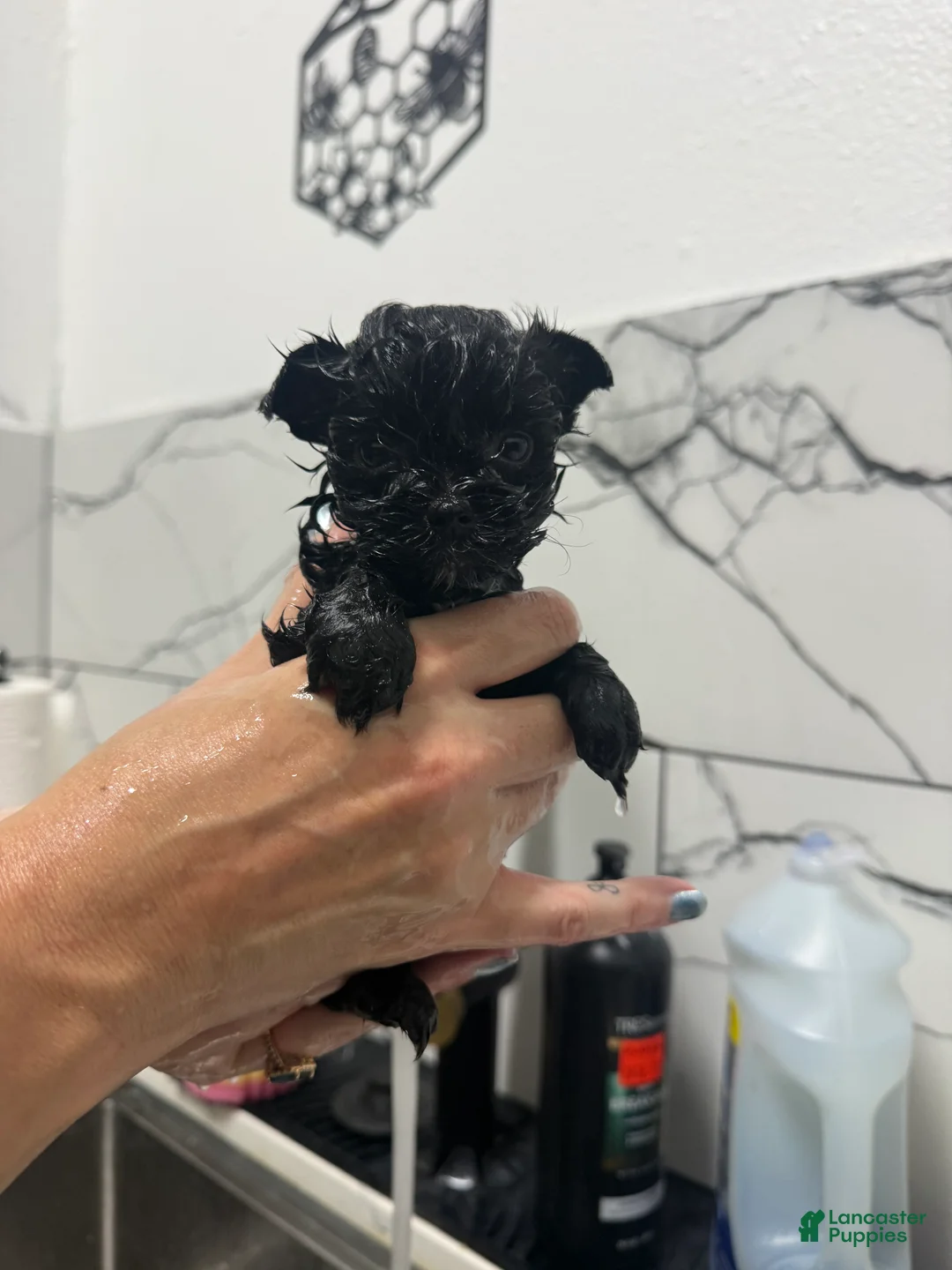 Yorkshire Terrier dogs for sale: Kevin  - Ad 1