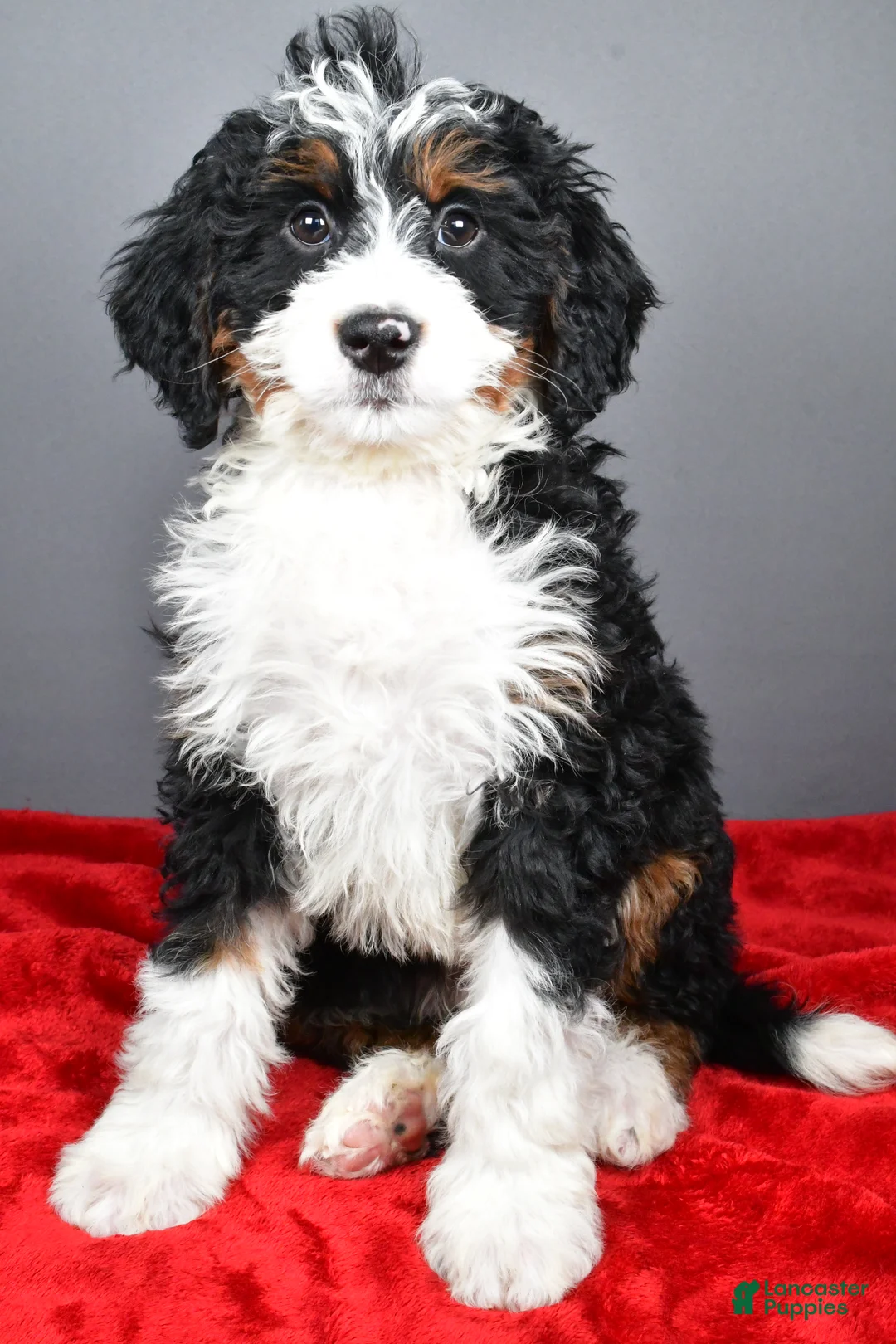 Mini Bernedoodle dogs for sale: Echo - Ad 9
