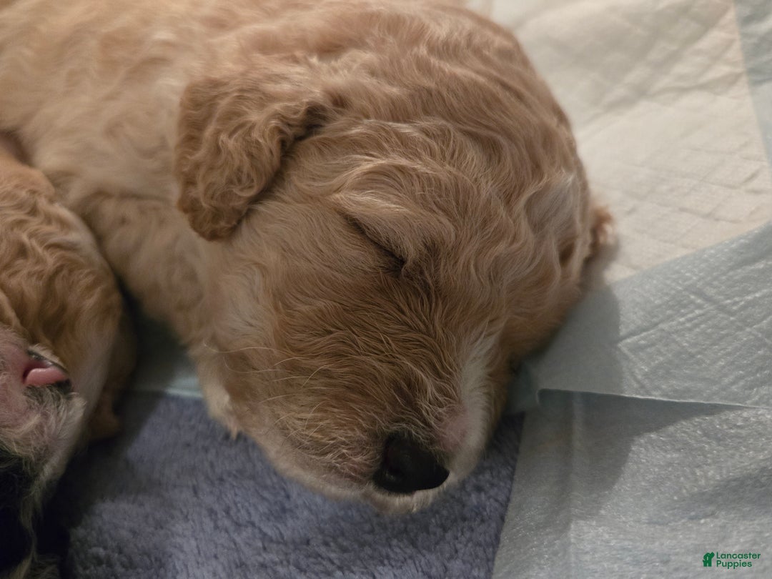 Mixed Breed dogs for sale: Ainsley  - Ad 7