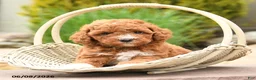 Toy Poodle dogs for sale: Friendly - Ad 3