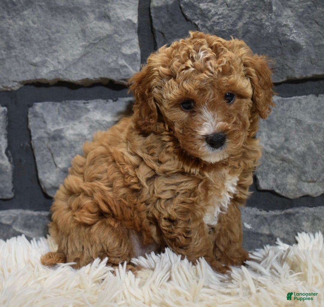 Toy Poodle dogs for sale: Carmel  - Ad 5