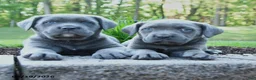Cane Corso dogs for sale: Anthany Wayne - Ad 3