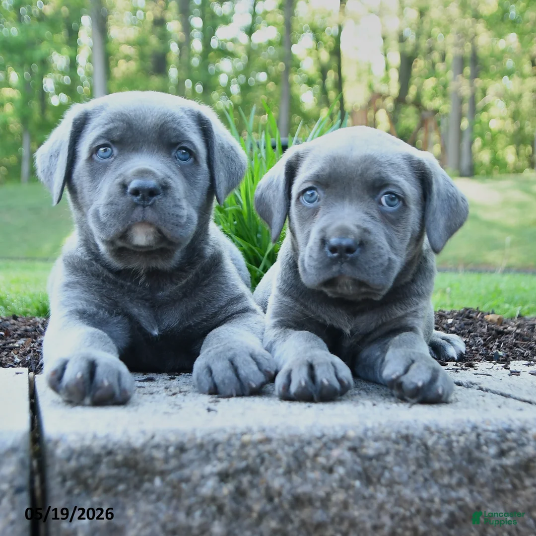 Cane Corso dogs for sale: Anthany Wayne - Ad 3