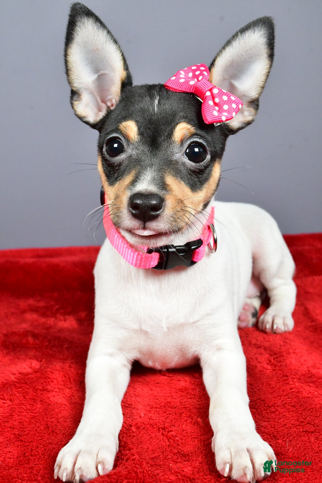 Toy Fox Terrier dogs for sale: Lexi - Ad 5