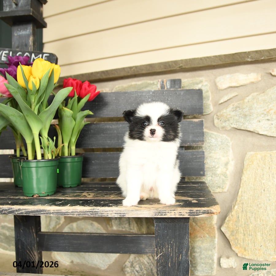 Pomeranian dogs Lawrence - Ad 1