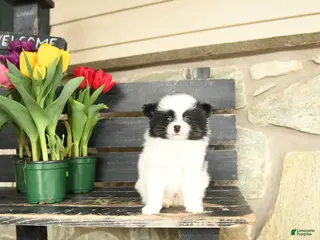 Pomeranian dogs for sale: Lawrence - Ad 4