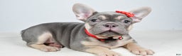 French Bulldog dogs for sale: Buddy  - Ad 9