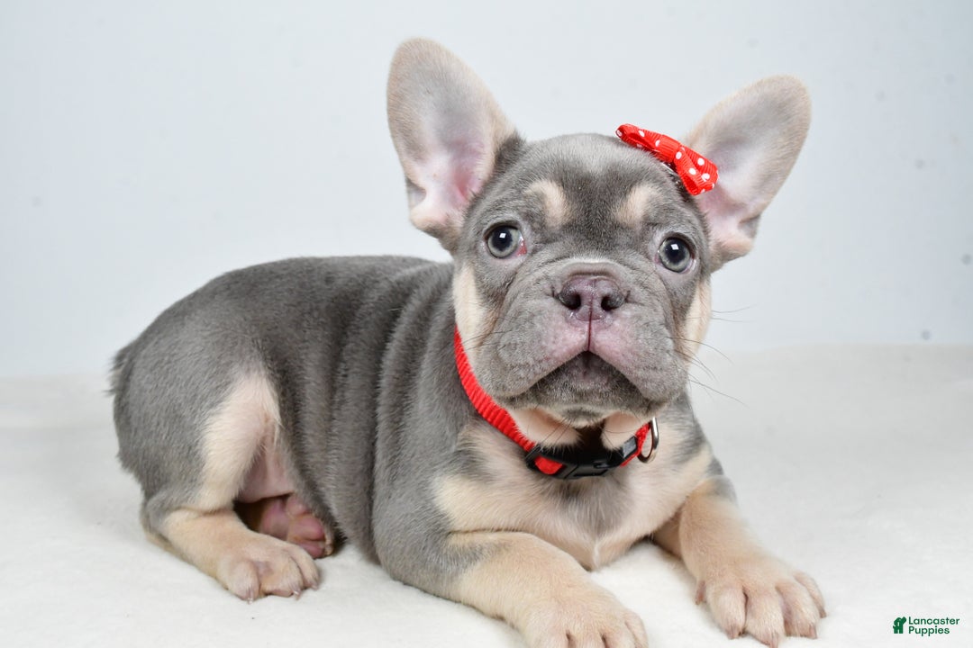 French Bulldog dogs for sale: Buddy  - Ad 9
