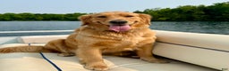 Golden Retriever dogs for sale: Jingle - Ad 3