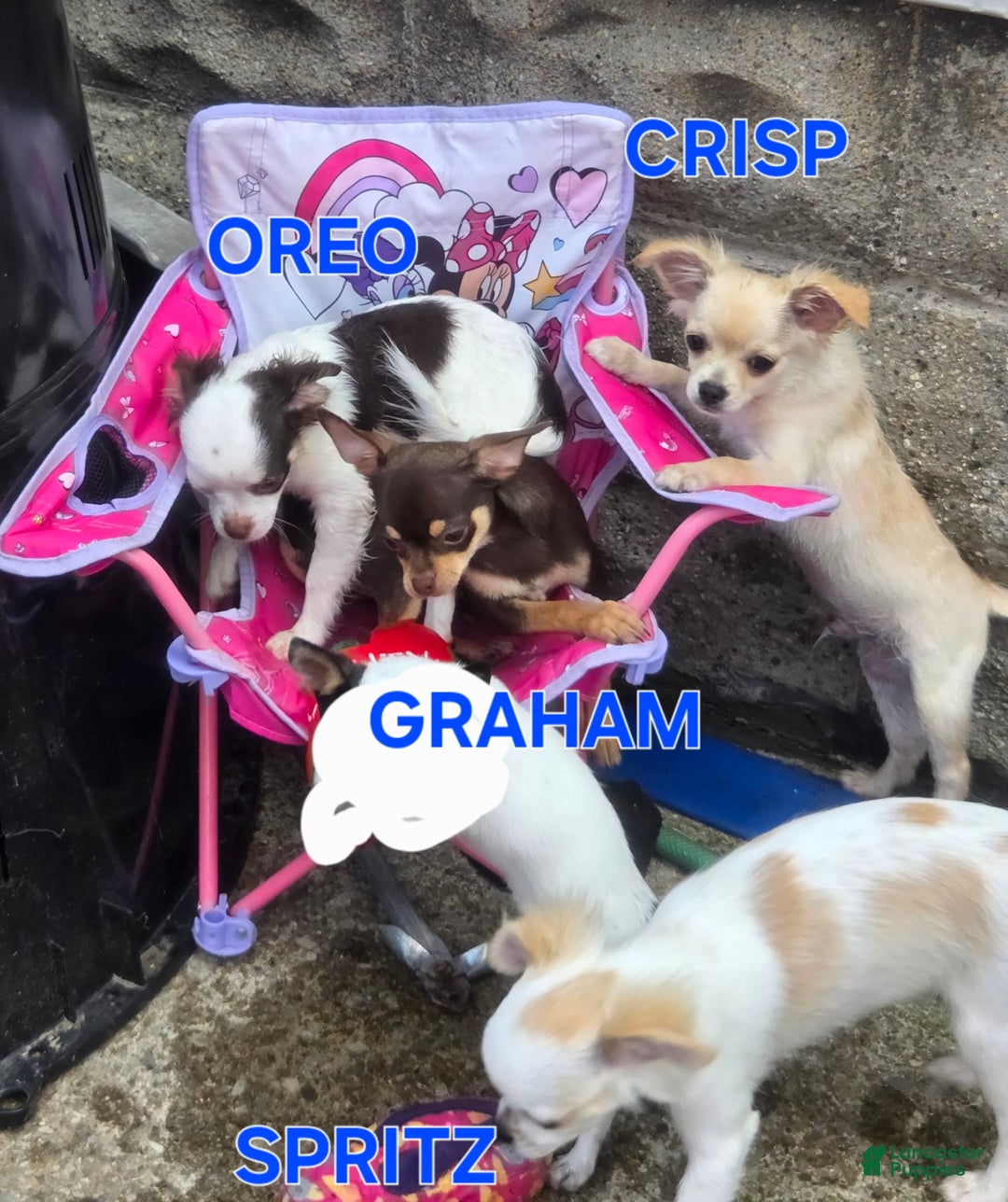 Cebu Teacup Chihuahua For Adoption Near Me Pets4homes Chihuahua