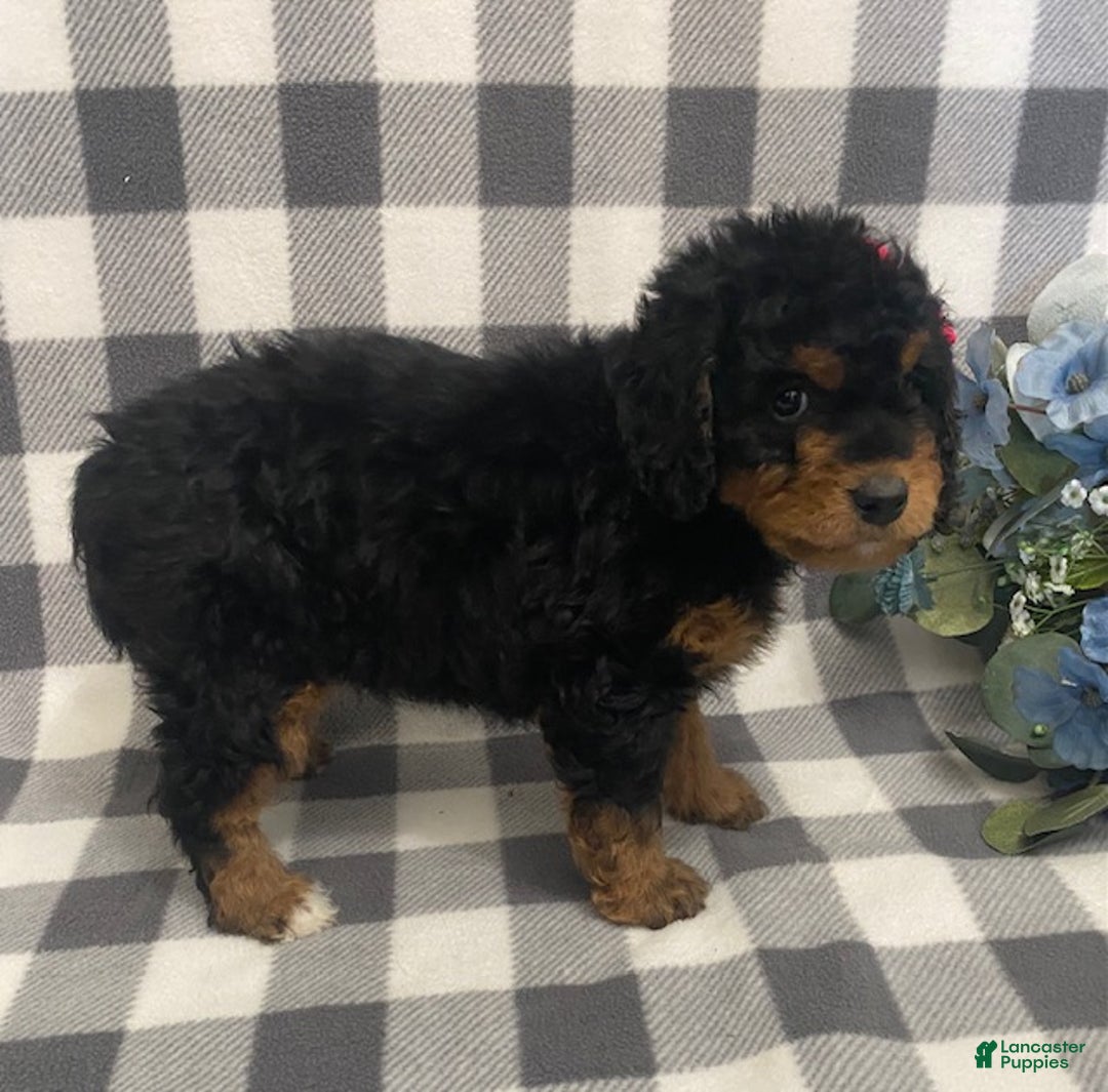 Mini Bernedoodle dogs for sale: Jazzy - Ad 3