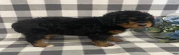 Mini Bernedoodle dogs for sale: Jazzy - Ad 6
