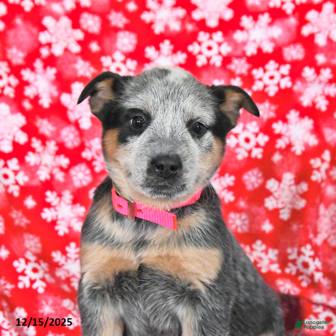 Australian Cattle Dog dogs for sale: Joy - Ad 4