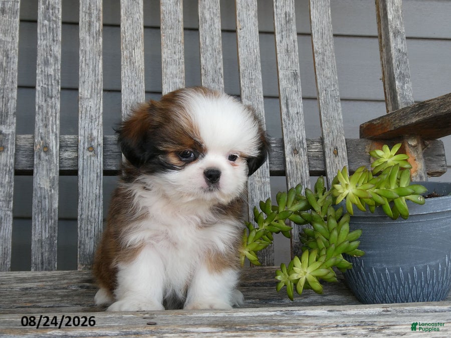 Shih Tzu dogs Atley - Ad 2