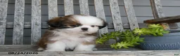 Shih Tzu dogs for sale: Atley - Ad 2