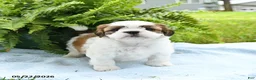 Shih Tzu dogs for sale: Teddy - Ad 4