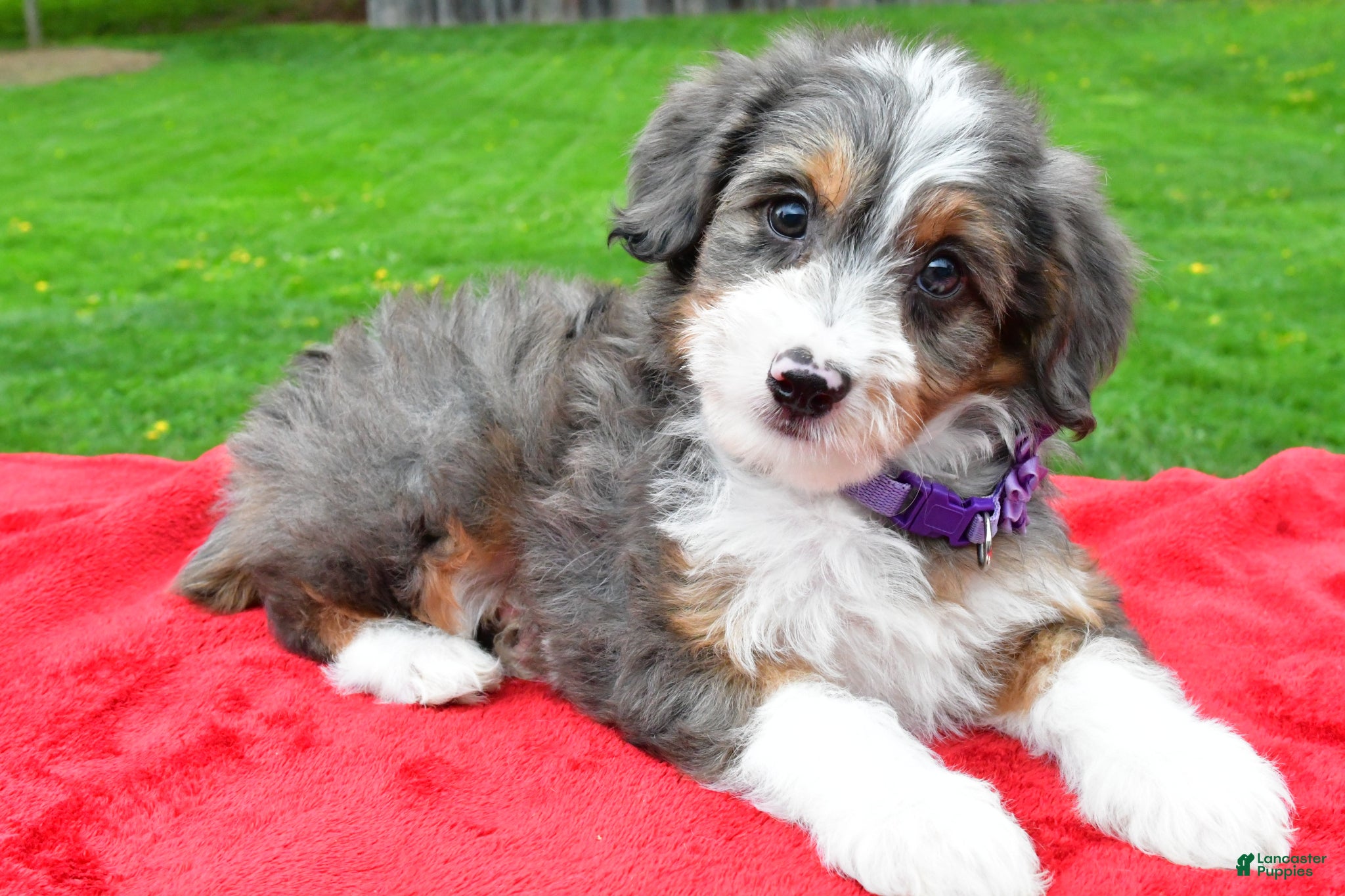 Mini Aussiedoodle dogs Megan - Ad 2