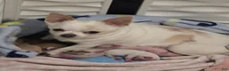 Chihuahua dogs for sale: Chihuahua 3 - Ad 35
