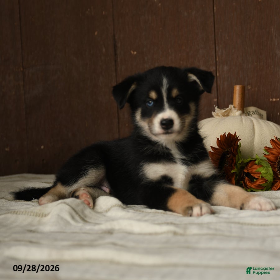 Mixed Breed dogs Berry - Ad 2