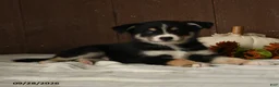 Mixed Breed dogs for sale: Berry - Ad 2