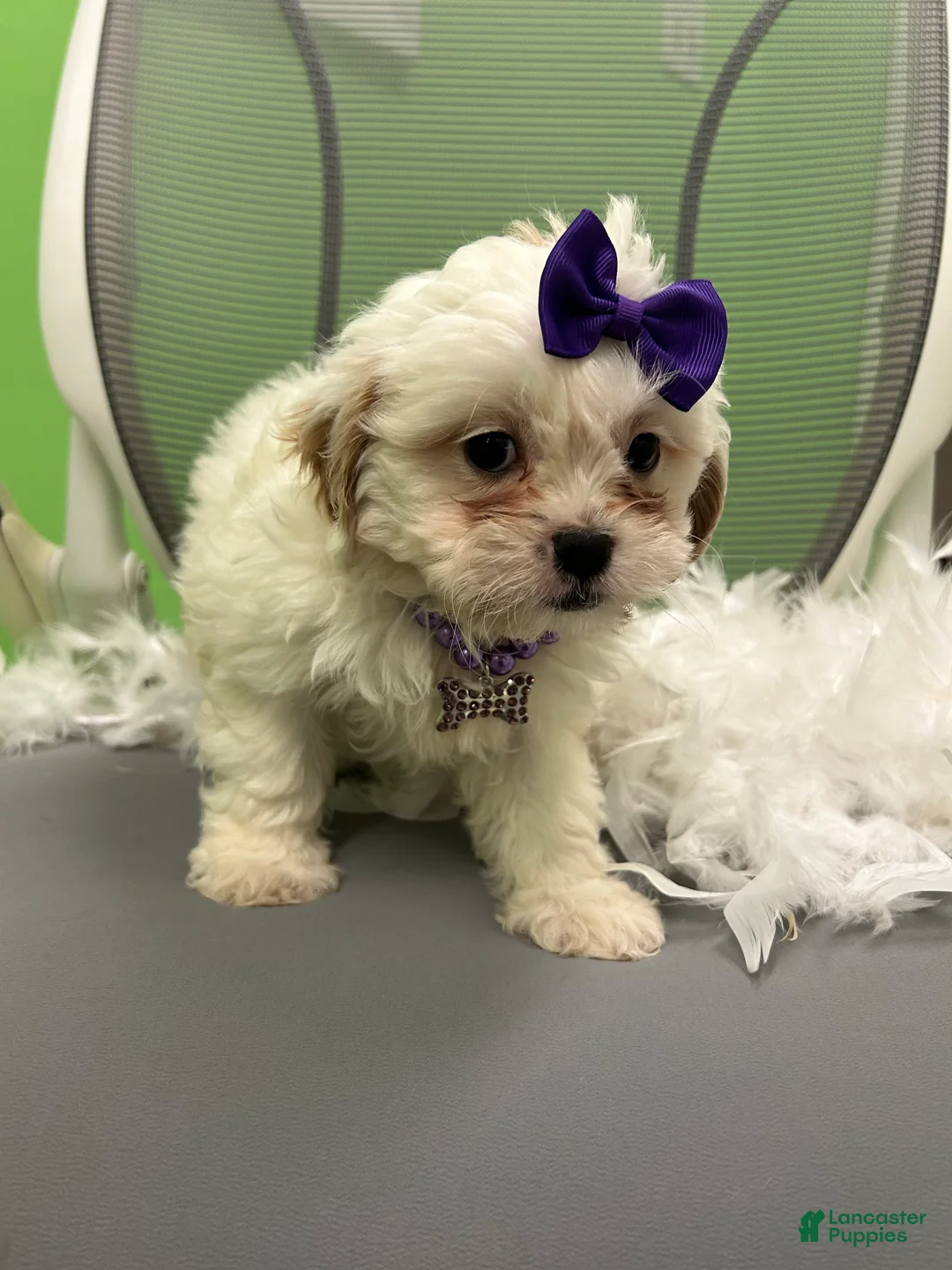 Shihpoo dogs for sale: Shihpoo 5 - Ad 3