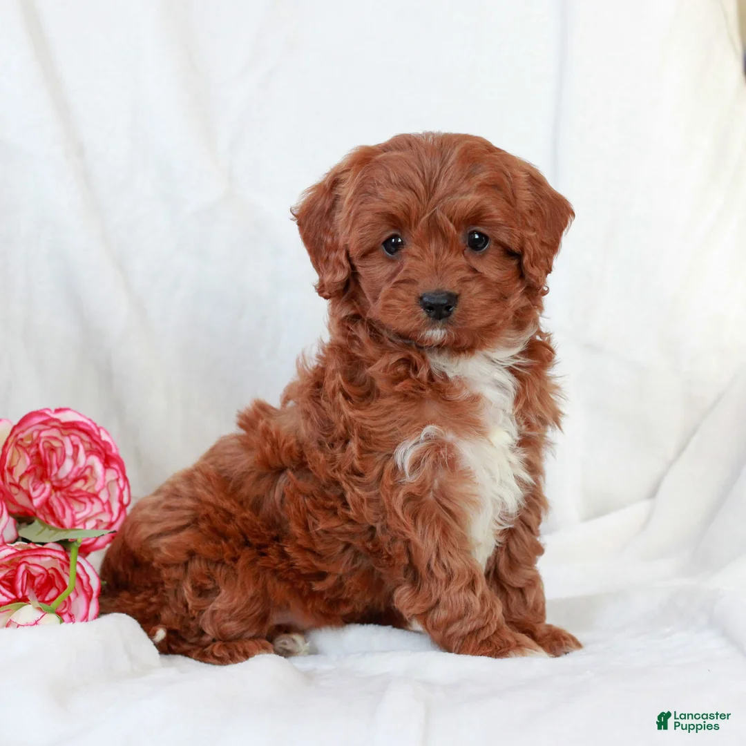 Cavapoo dogs for sale: Layla  - Ad 2