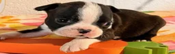 Boston Terrier dogs for sale: Baby - Ad 5