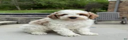 Miniature Poodle dogs for sale: Joey - Ad 4