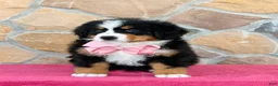 Bernese Mountain Dog dogs for sale: Rue - Ad 2