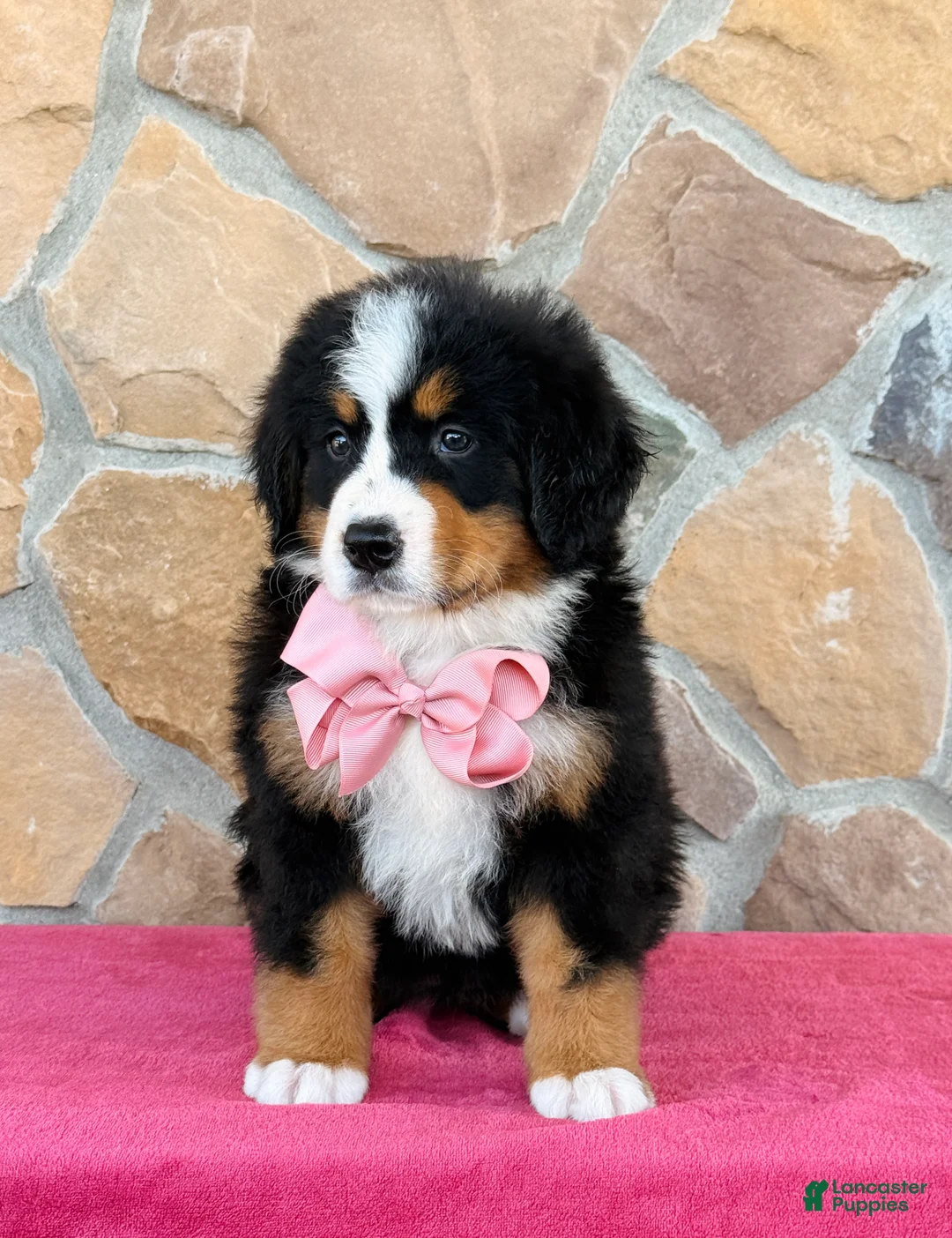 Bernese Mountain Dog dogs for sale: Rue - Ad 2