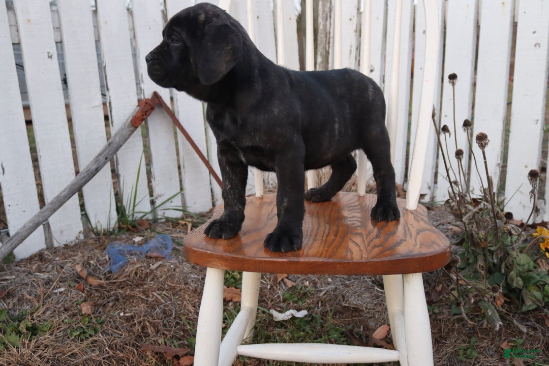Cane Corso dogs for sale: Bradley  - Ad 12