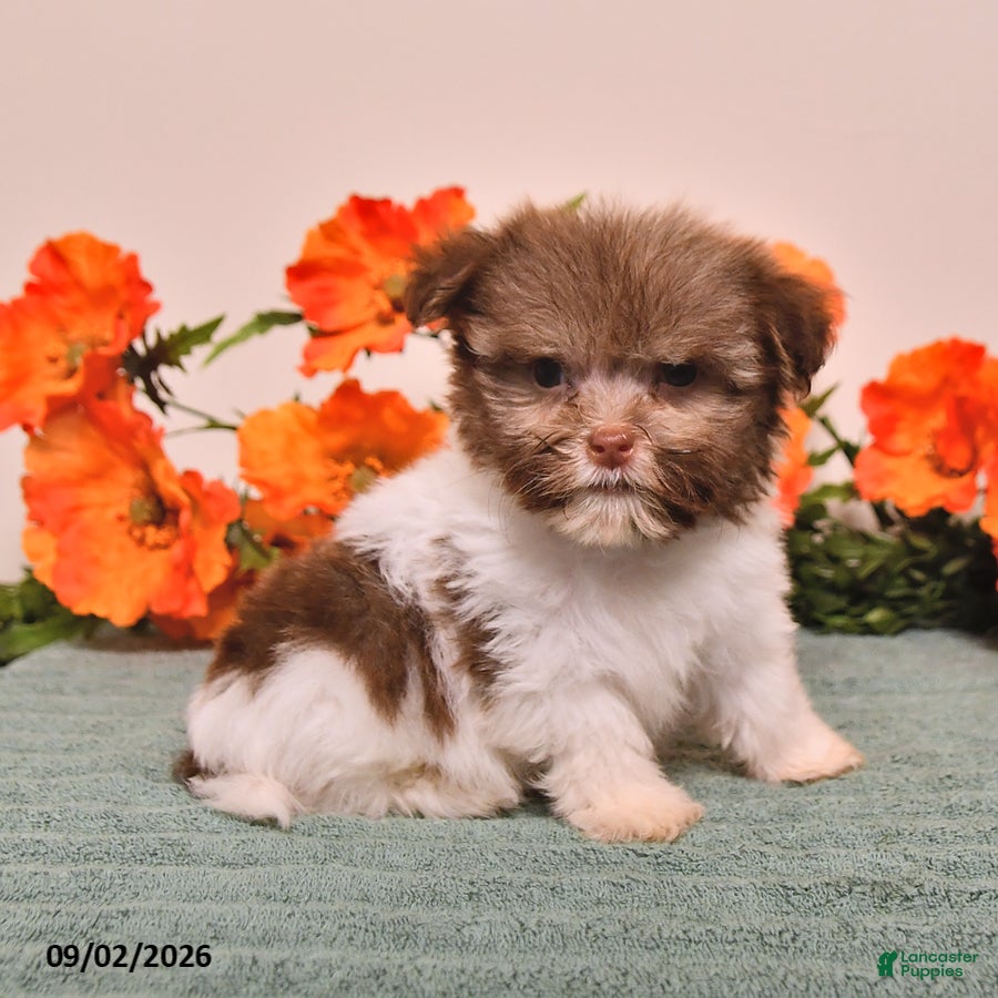Havanese dogs Hamlet - Ad 2