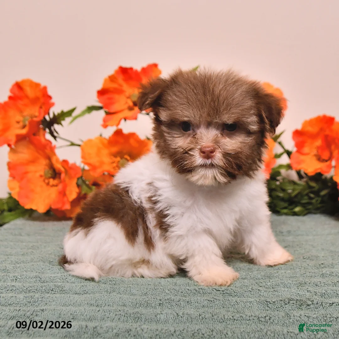 Havanese dogs for sale: Hamlet - Ad 2