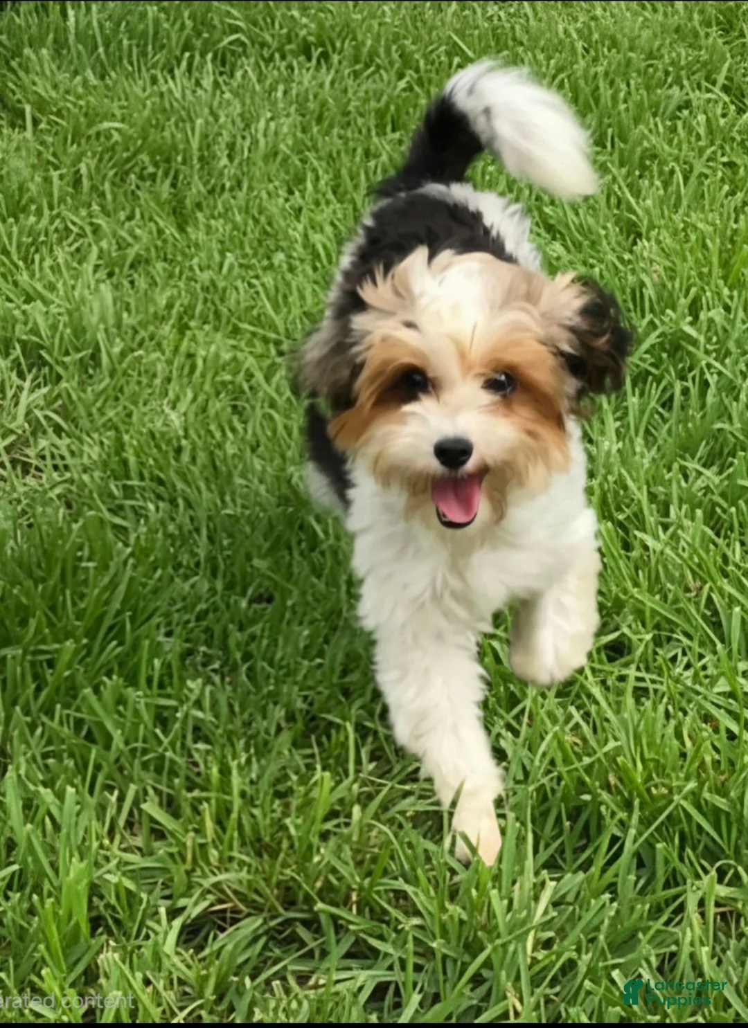 Yorkiepoo dogs for sale: Klarity  - Ad 6