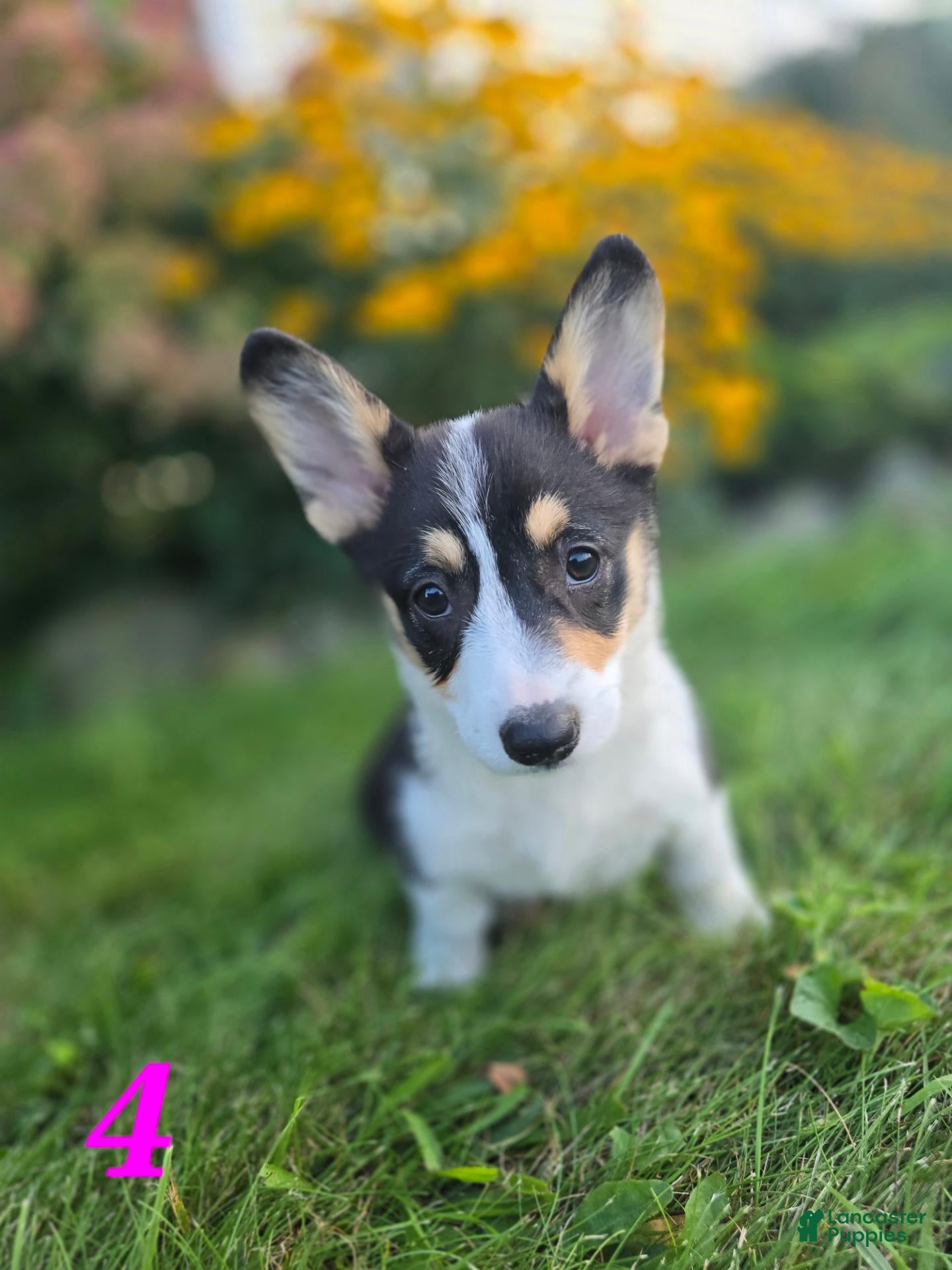 American Corgi dogs American Corgi 4 - Ad 1