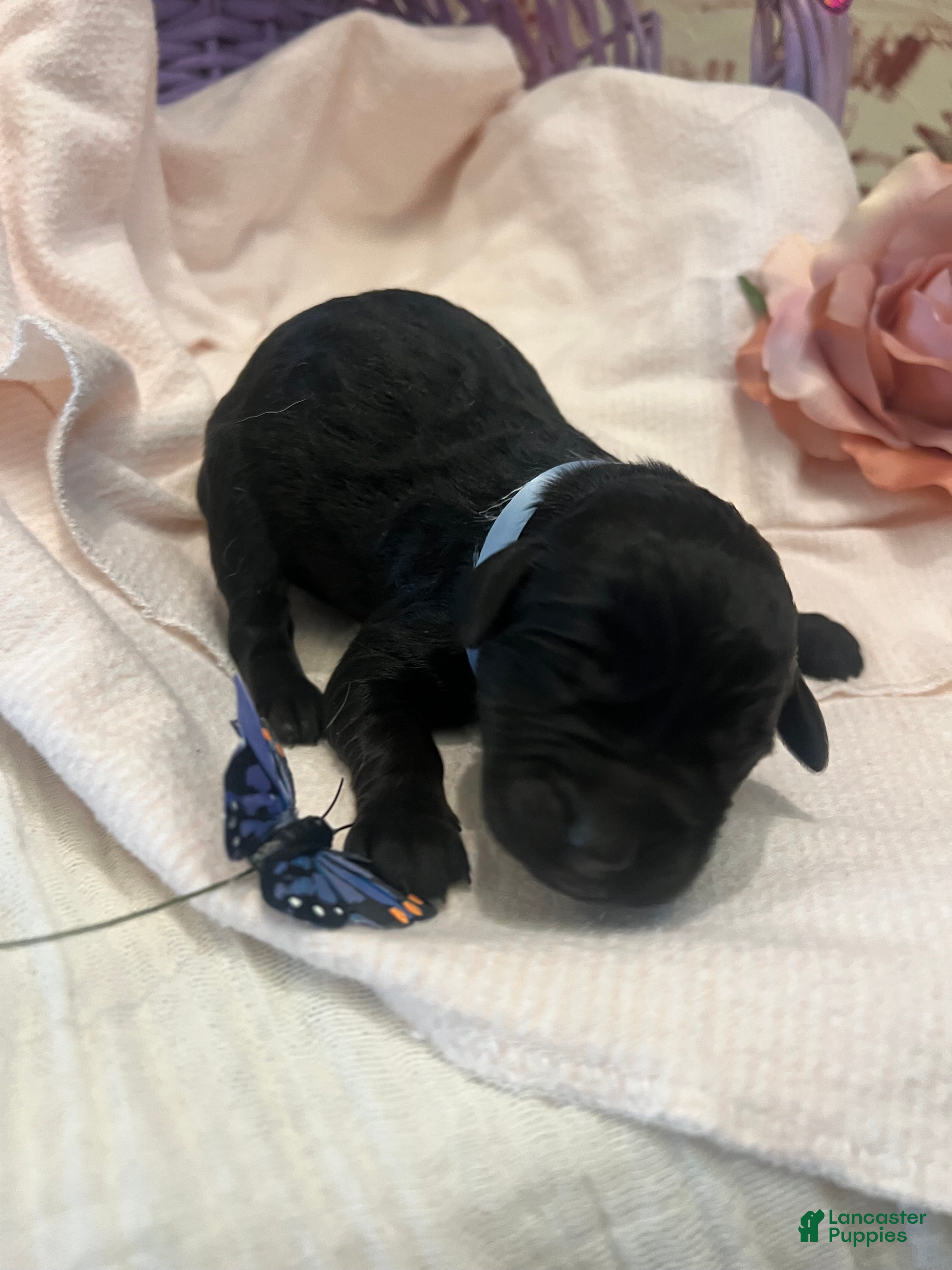 Labradoodle dogs Labradoodle Puppy 4 - Ad 1