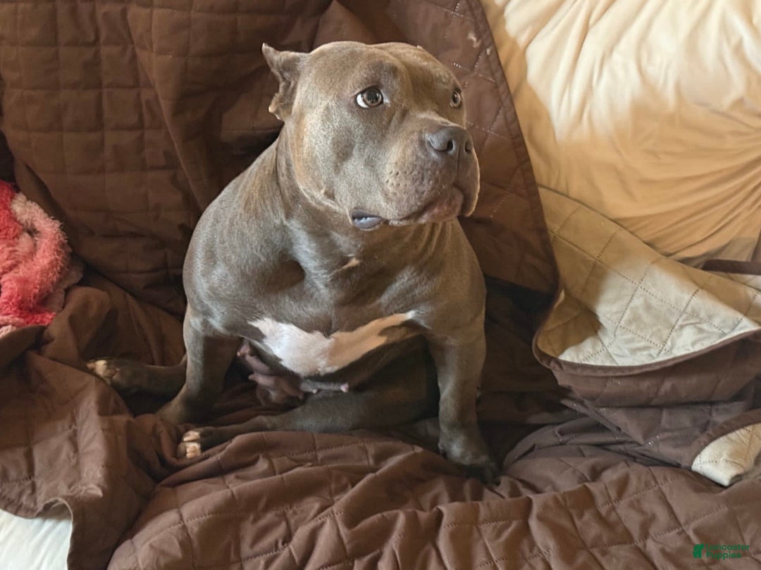 Gallery Image {{count}}