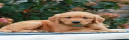 Golden Retriever dogs for sale: Michael  - Ad 1