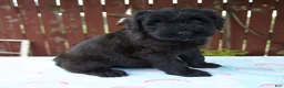 Giant Schnauzer dogs for sale: Lynette - Ad 7