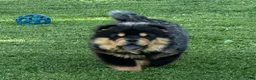 Chow Chow dogs for sale: Teddy  - Ad 6