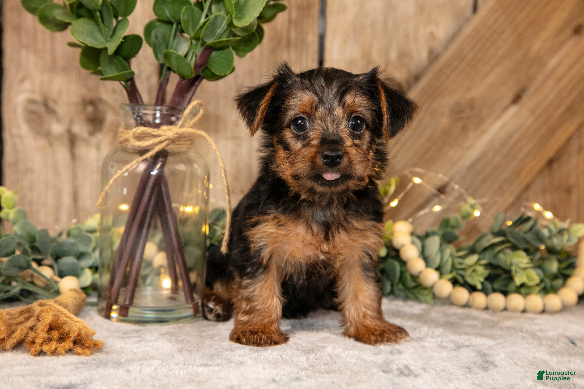 Yorkshire Terrier dogs Dudley - Ad 2