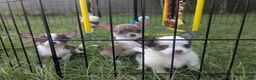 Chihuahua dogs for sale: Prince  Tiny LC  - Ad 6
