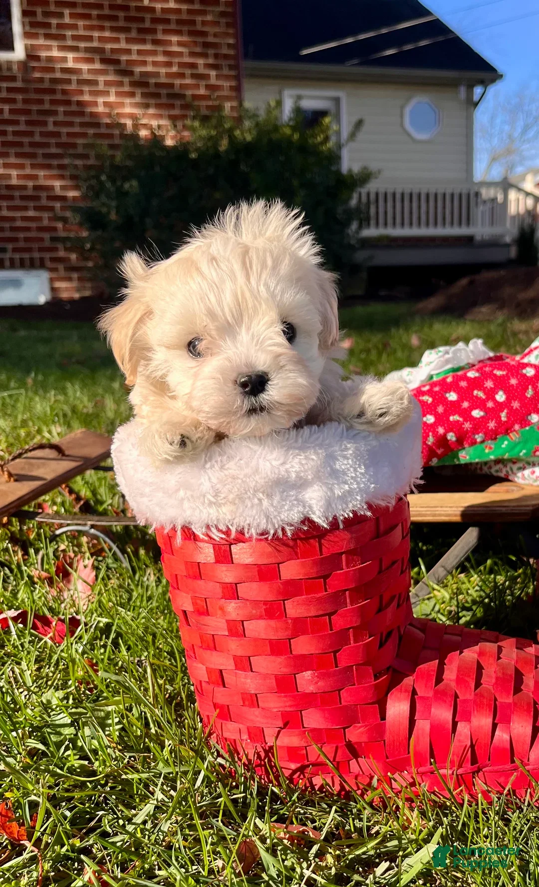 Maltipoo dogs for sale:  Arthur🎄❤️House Trained Crate Potty ❤️🎄717-723-5426 - Ad 9