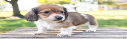 Miniature Dachshund dogs for sale: Huxley - Ad 7