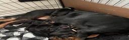 Rottweiler dogs for sale: Winny - Ad 20