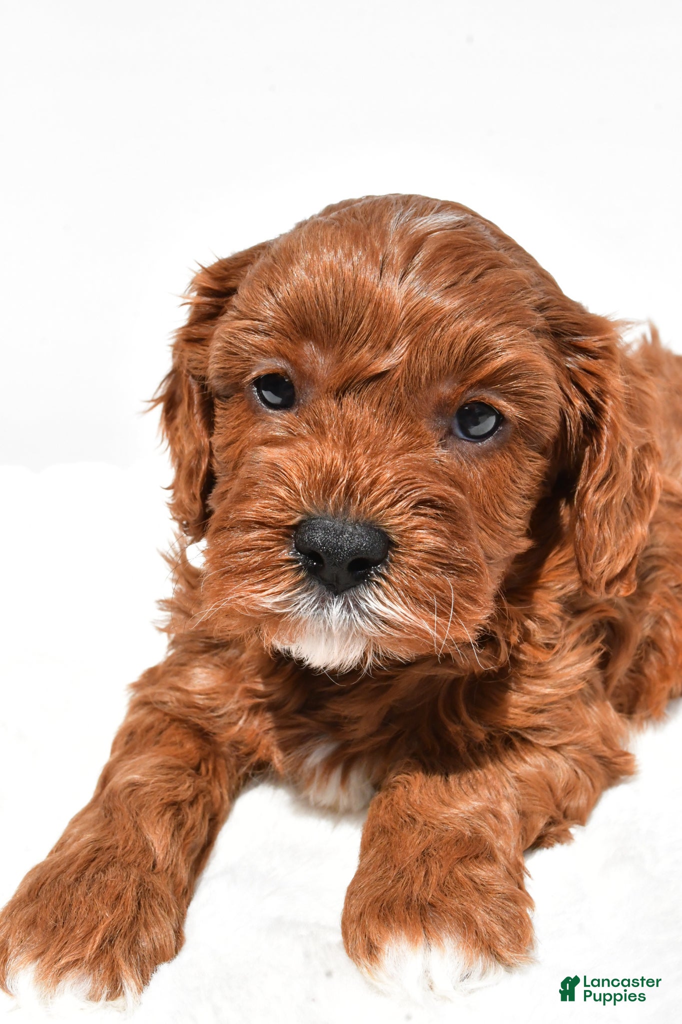 Cavapoo dogs Kit-Kat - Ad 2