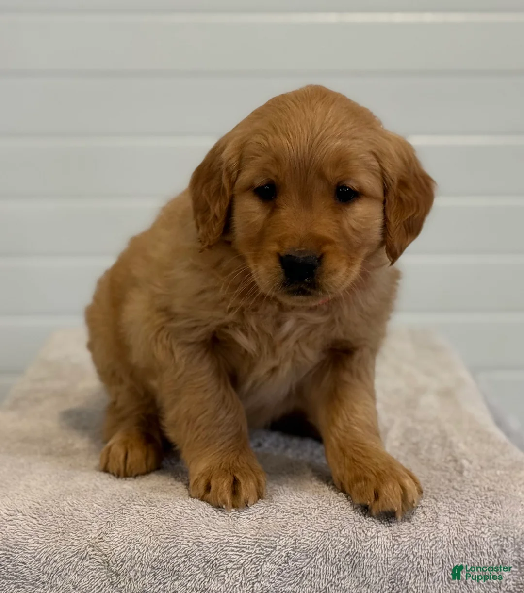 Golden Retriever dogs for sale: Keturah - Ad 5