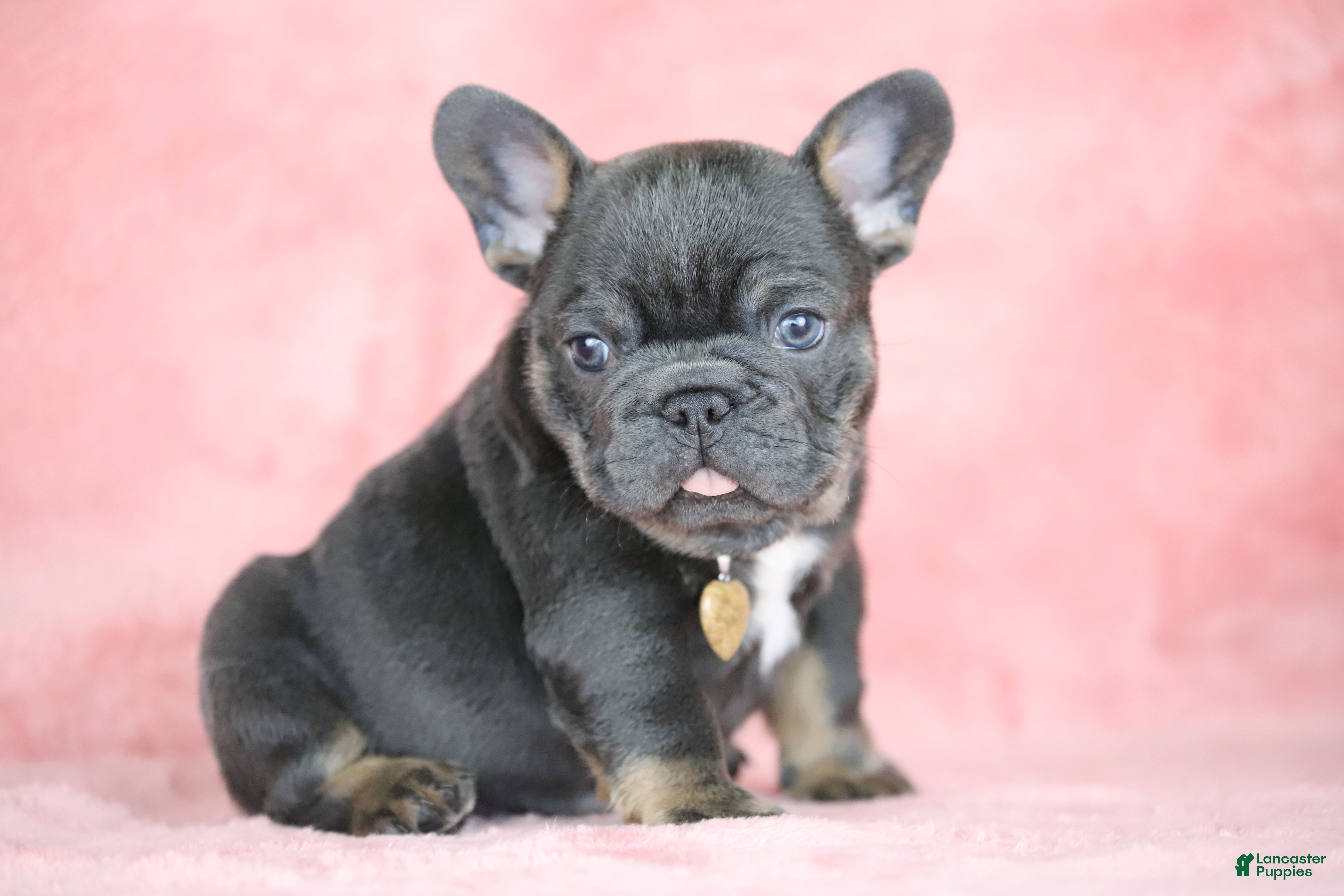 French Bulldog dogs Leo - Ad 2