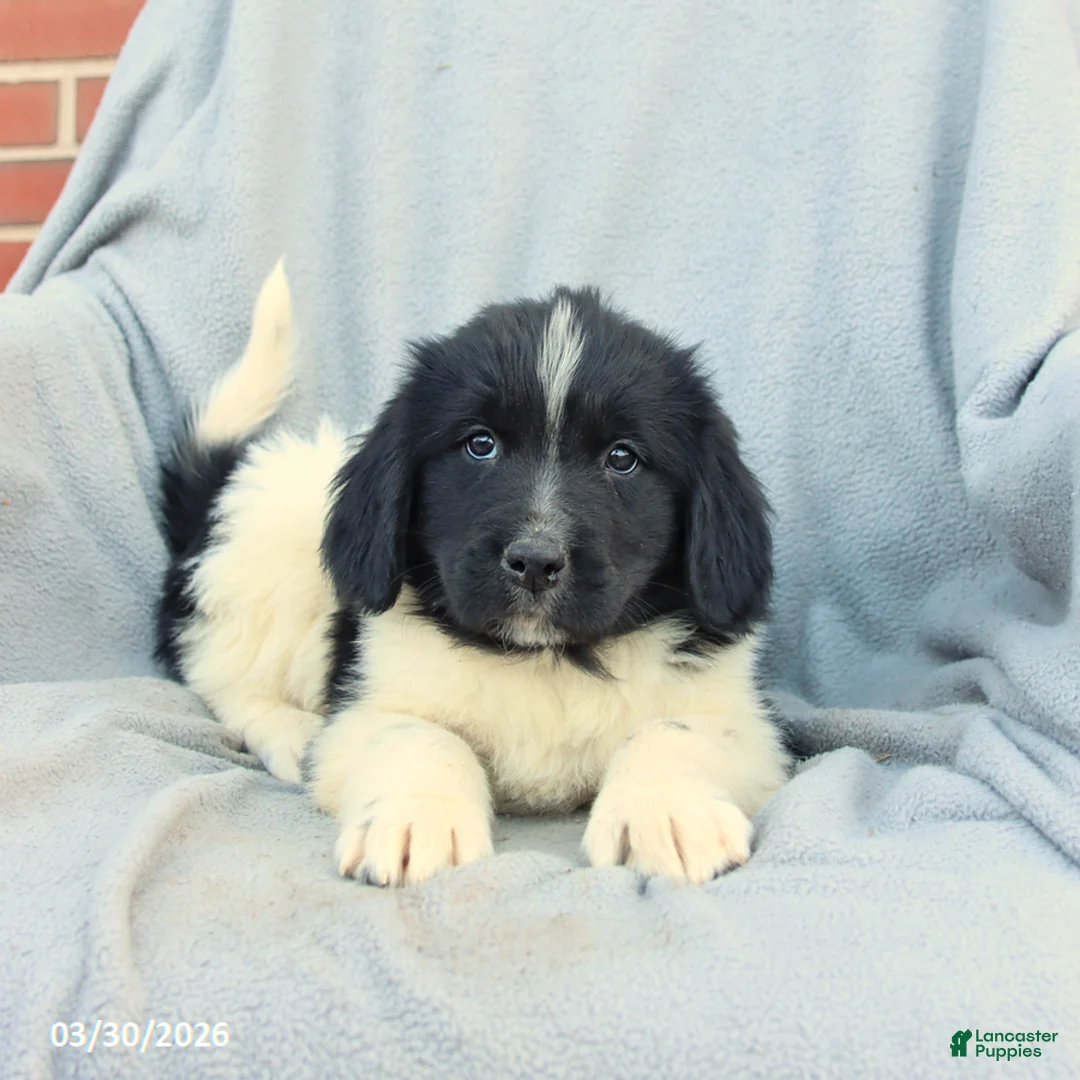 Newfoundland dogs for sale: Murphy - Ad 3