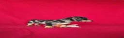 Miniature Dachshund dogs for sale: Tammie - Ad 6